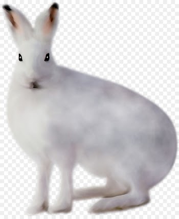 Domestic rabbit Hare Whiskers Fauna Snout -  