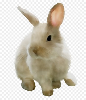 Domestic rabbit Hare Whiskers Stuffed Animals & Cuddly Toys Snout -  