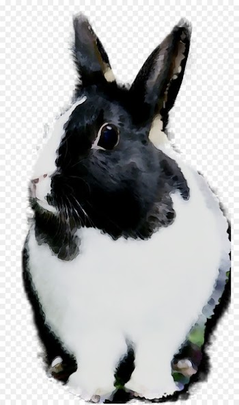 Domestic Rabbit, Hare, Whiskers, Vertebrate, Rabbit PNG