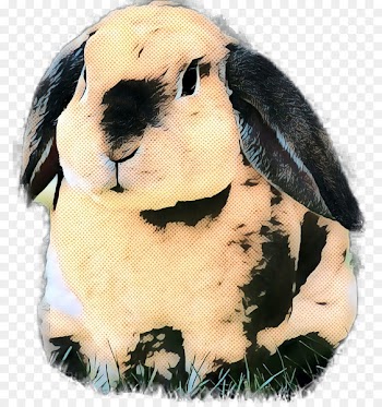 Domestic Rabbit, Stuffed Animals Cuddly Toys, Rabbit PNG