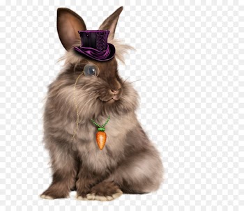 Domestic rabbit Whiskers Hare European rabbit - rabbit 