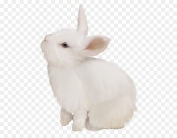 Domestic rabbit White Rabbit Hare - others 