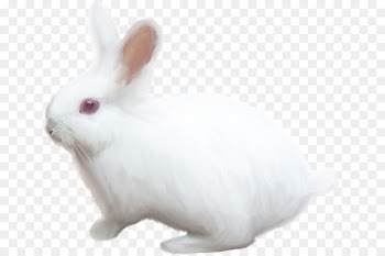 Domestic rabbit White Rabbit Hare - rabbit 