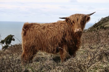 Domestic yak. Original public domain | Free Photo - rawpixel