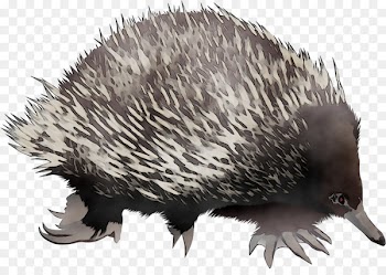 Domesticated hedgehog Echidna Porcupine Beak -  