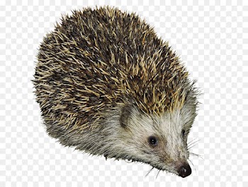 Domesticated Hedgehog, Hedgehog, Porcupine, Erinaceidae PNG