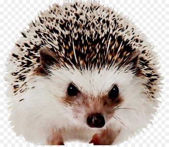 Domesticated hedgehog Hedgehogs As Pets European hedgehog Mammal -  