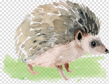 Domesticated hedgehog Watercolor painting, Watercolor Little Hedgehog transparent background PNG clipart