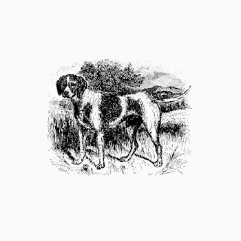 Domesticated hunting dog | Free stock vector - 572389