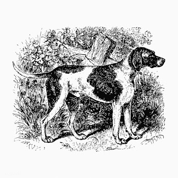 Domesticated hunting dog | Free stock vector - 573041