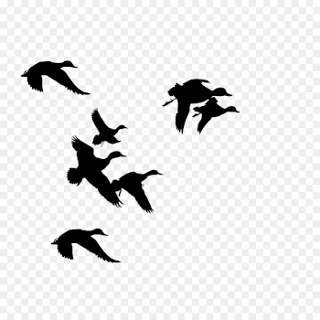 Donald Duck Mallard Silhouette Clip art - Duck Silhouette Cliparts 