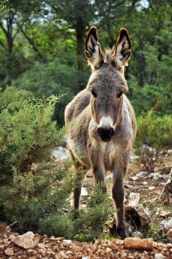 Donkey