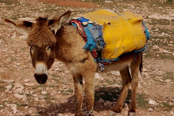 Donkey