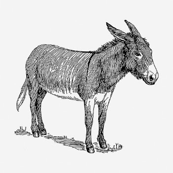 Donkey clipart, animal vintage illustration | Free Vector - rawpixel