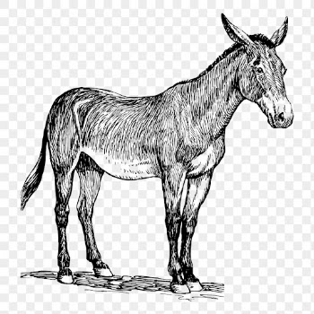 Donkey drawing png, farm animal | Free PNG - rawpixel
