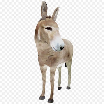 Donkey Pack animal Fauna Fur Terrestrial animal -  
