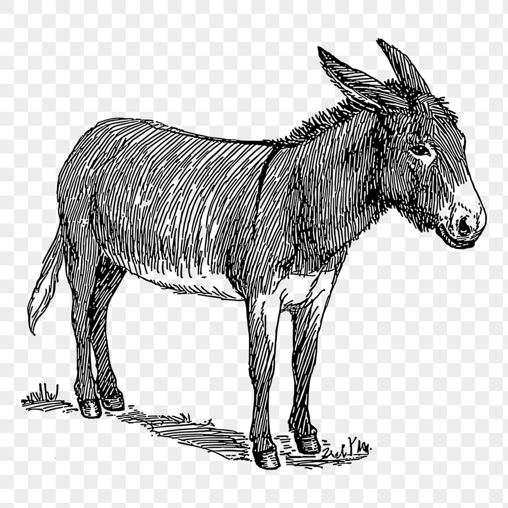Donkey png sticker, animal vintage | Free PNG - rawpixel