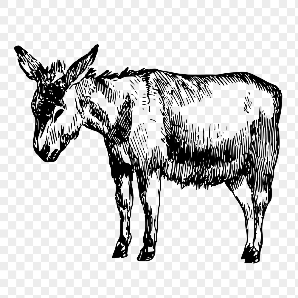 Donkey png sticker, farm animal | Free PNG - rawpixel