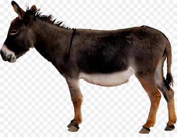 Donkey Portable Network Graphics Clip art Mule Image -  