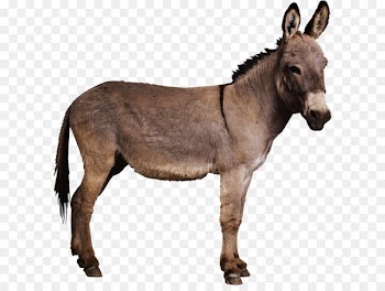Donkeys in North America Horse Mule - Donkey PNG 