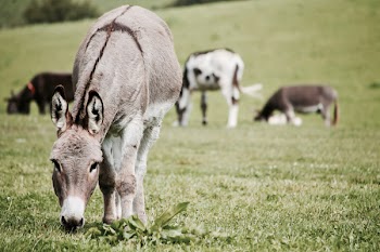 Donkeys on Grass Field