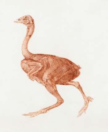 Dorking Hen, Lateral View (1795&ndash;1806)… | Free public domain illustration