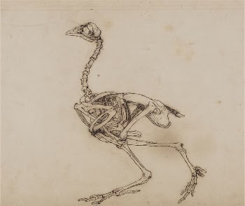 Dorking Hen Skeleton, Lateral View | Free Photo - rawpixel