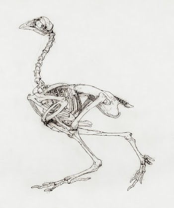 Dorking Hen Skeleton, Lateral View (Probably… | Free public domain illustration