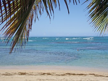 Dorne_palmleavesoceanbeach.jpg