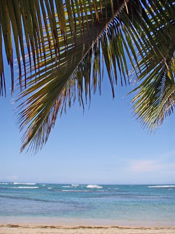 Dorne_palmskybeach.jpg