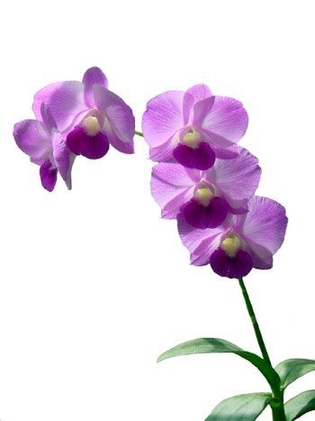 Dornes_DendrobiumOrchid.jpg