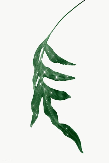 Doryopteris nobilis leaves design element | Free  transparent png - 2355764