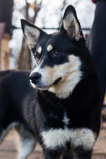 Double-coated Dog