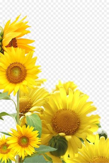 Double Ninth Festival 9u67089u65e5 Traditional Chinese holidays I Ching Respect for the Aged Day - sunflower 