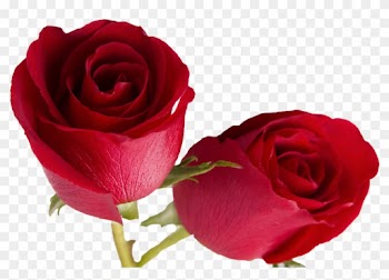 Double Rose Cutout By Gautamdas1992 - Double Rose