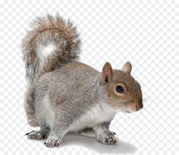 Douglas squirrel Rodent American red squirrel Eastern gray squirrel - Squirrel PNG Transparent Images 