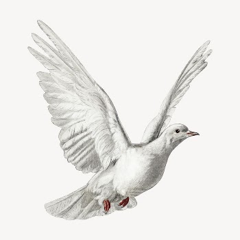 Dove collage element,  bird | Free PSD Illustration - rawpixel