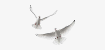 Doves Flying Png (76+ images)