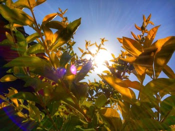 down-angle photography of sunlight piercing through leaves