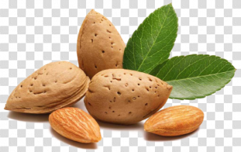 Download Almond PNG Transparent Image 420×265 For Designing Projects