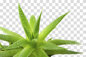 Download Aloe Transparent Background 420×279 For Designing Use