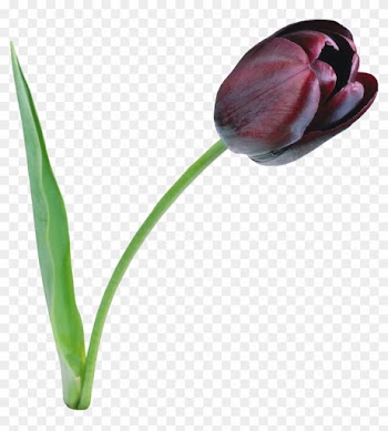 Download Amazing High-quality Latest Png Images Transparent - Black Tulip Png
