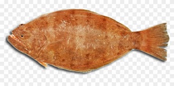 Download Amazing High-quality Latest Png Images Transparent - Halibut