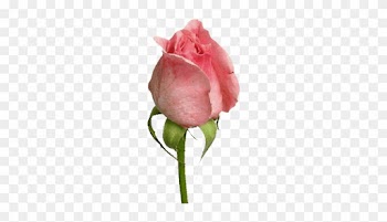 Download - Animated Rose