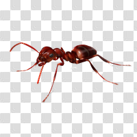 Download Ant Free PNG photo images and clipart | FreePNGImg