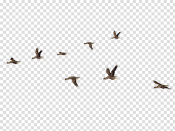 Download birds png images background | TOPpng