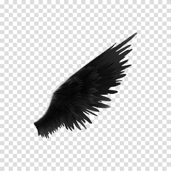 Download Black Wings Png () png images - sarfrance.net