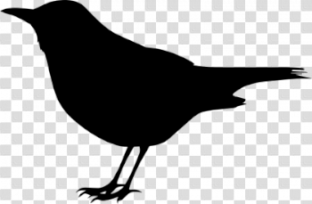 Download Blackbird PNG Background Image 420×275 For Designing Projects