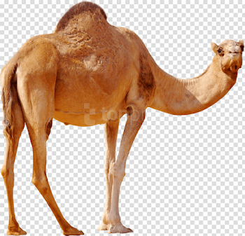 Download camel png images background | TOPpng