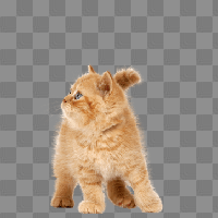 Download Cat Free PNG photo images and clipart | FreePNGImg